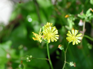今日の草花