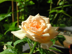 ミニバラに花
