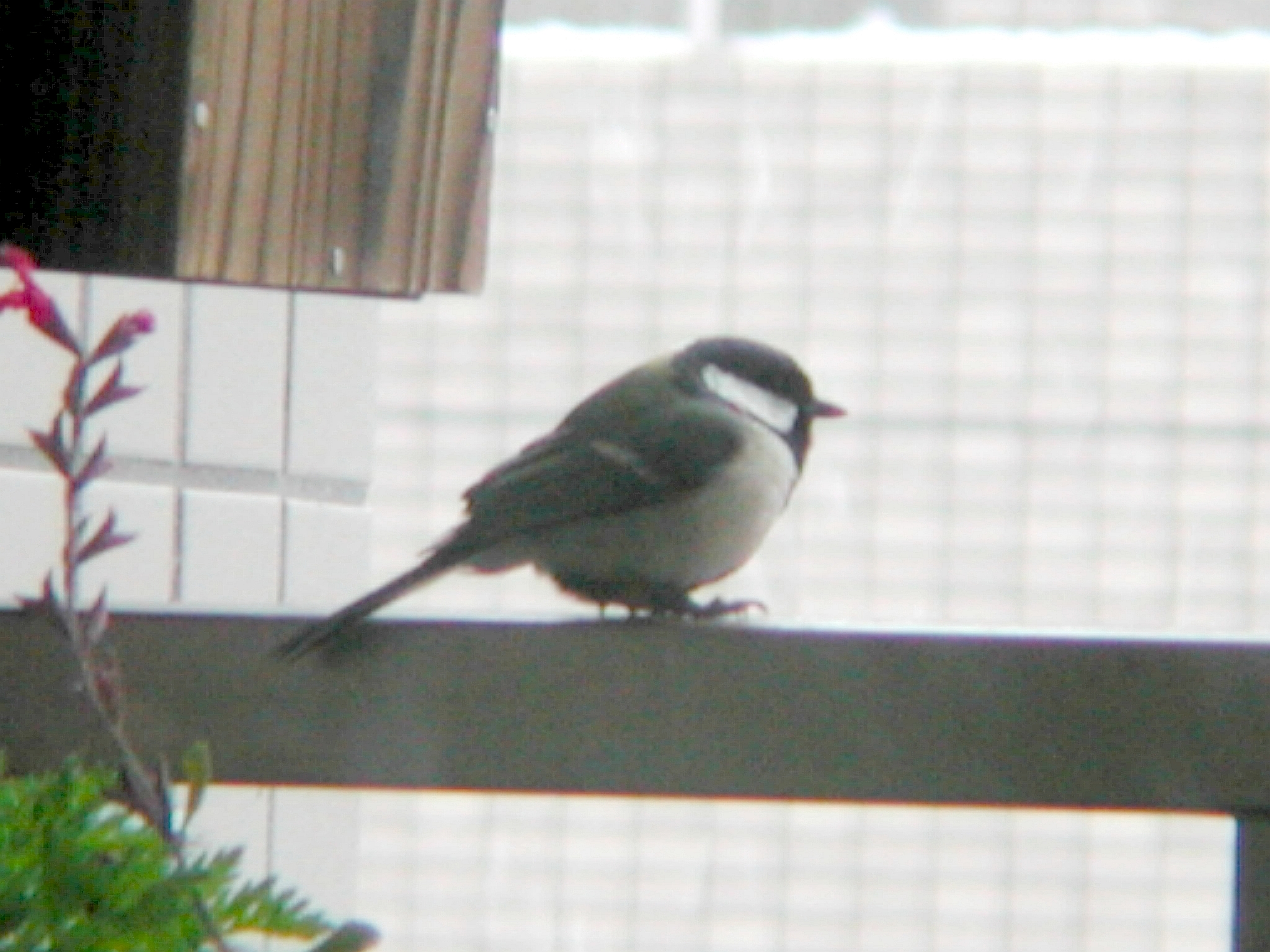 雪の日のシジュウカラ～1