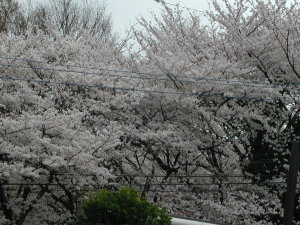 近隣の桜