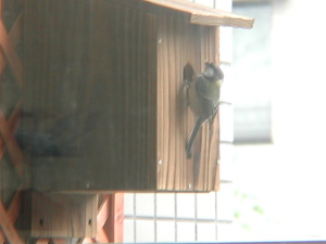 巣箱に入るシジュウカラ