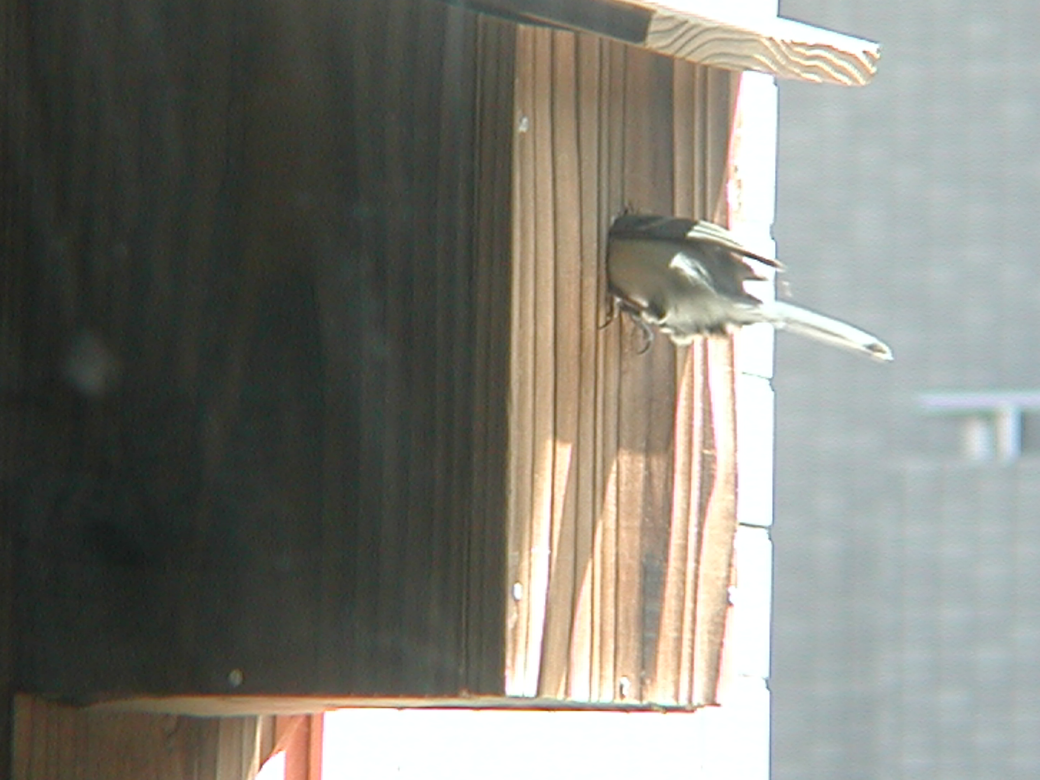 巣箱に入るシジュウカラ