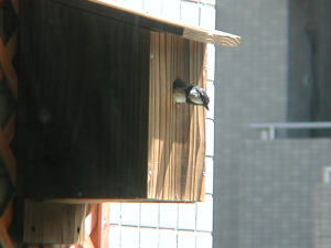 巣箱を出るシジュウカラ