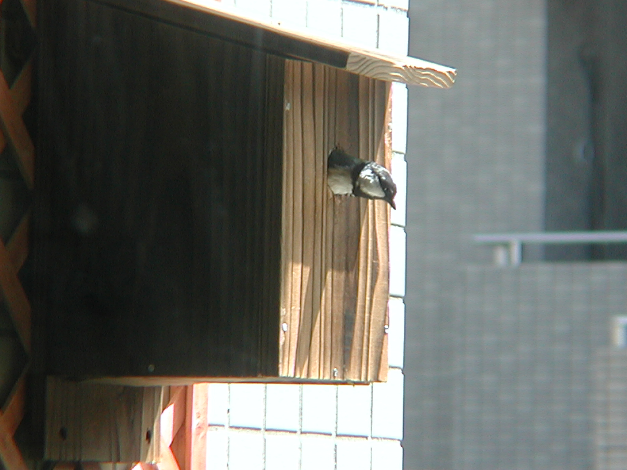 巣箱から出るシジュウカラ