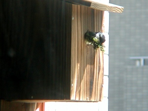 草を咥えて巣箱から出るシジュウカラ