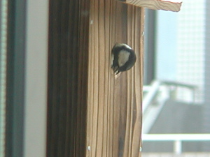 巣箱の穴にRをつけるシジュウカラ