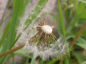 タンポポの綿毛～恩田川にて