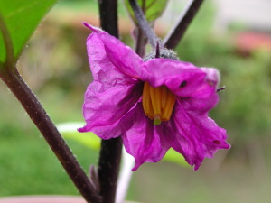 水茄子の花