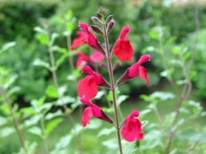 チェリーセージに花