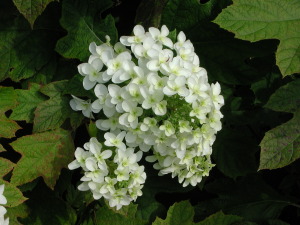 紫陽花～その２