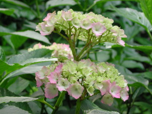 紫陽花～その４