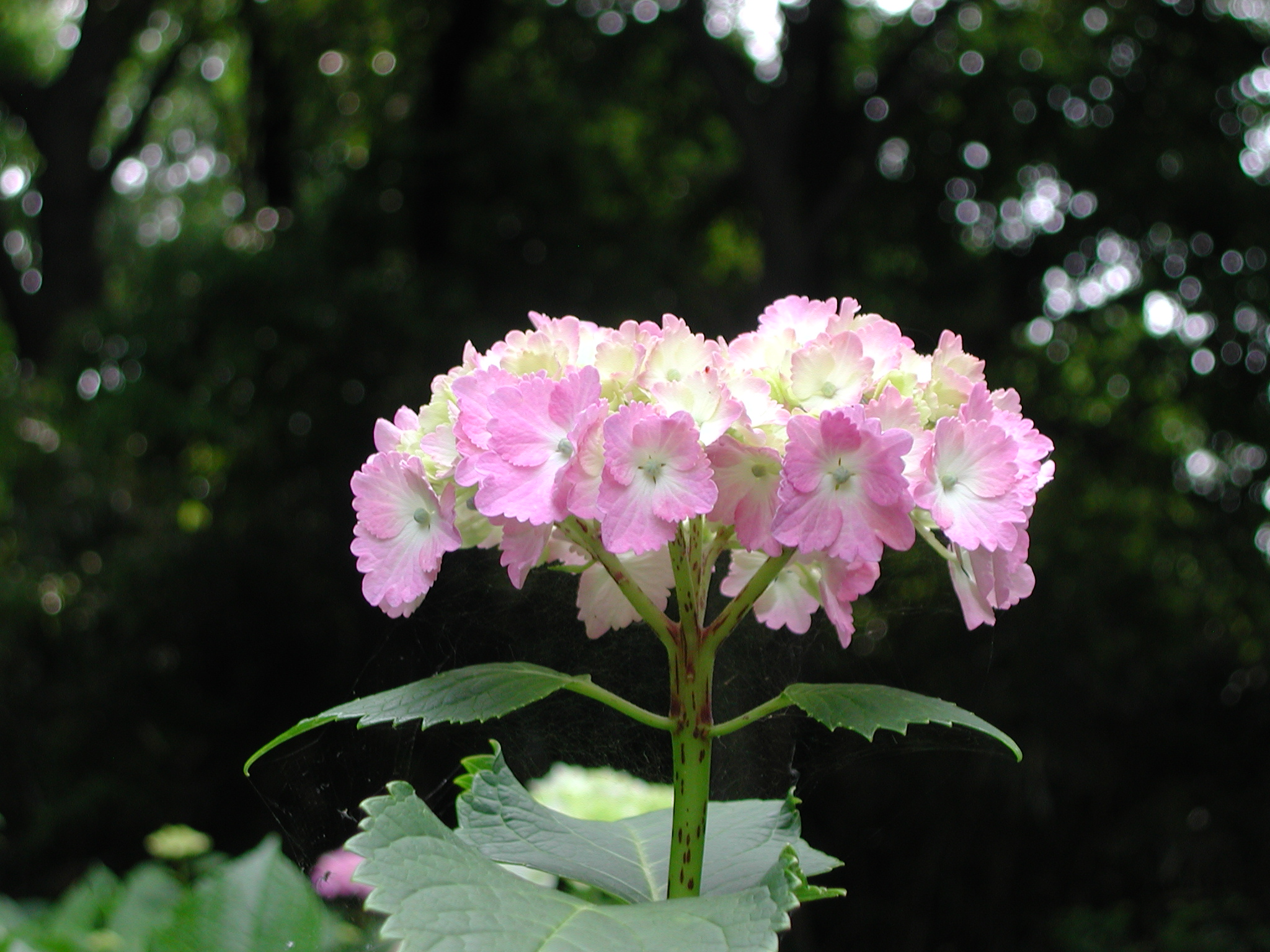 紫陽花～その５