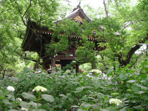 紫陽花～その６