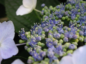 紫陽花～その７