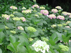 紫陽花～その８