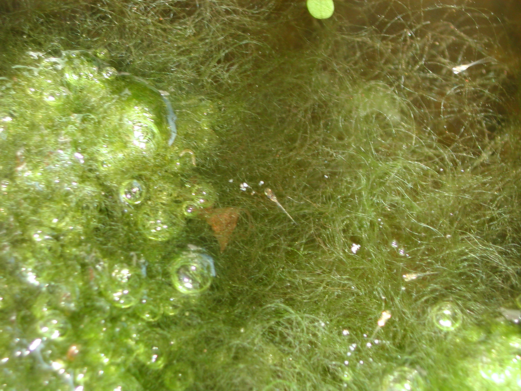 メダカの稚魚