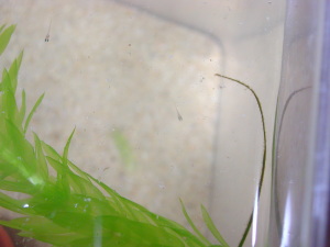 卵黄の入った袋を腹につけたメダカ稚魚