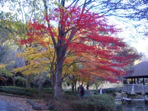 東高根森林公園の紅葉～その２