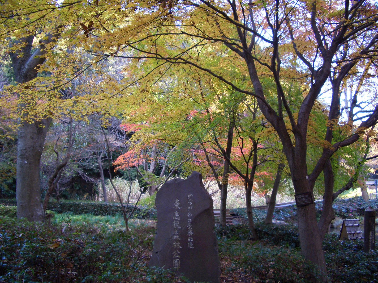 東高根森林公園の紅葉～その３