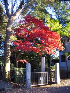 東高根森林公園の紅葉