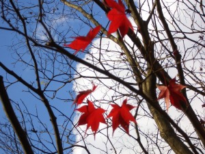 生田緑地の紅葉