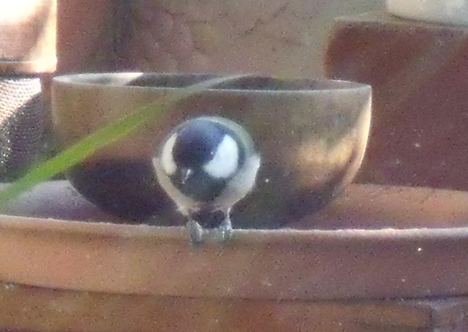 今日のシジュウカラ