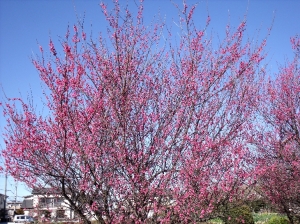 紅梅