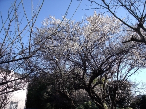 白梅
