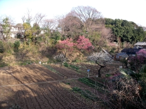 梅の里