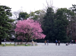 京都御所の梅～その４