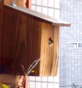 巣箱から出るシジュウカラ