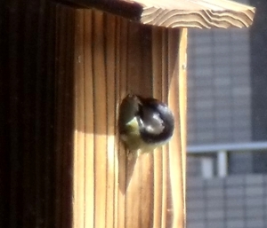 穴を広げるシジュウカラ
