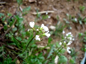 飛森の谷戸で知らない花発見～その３