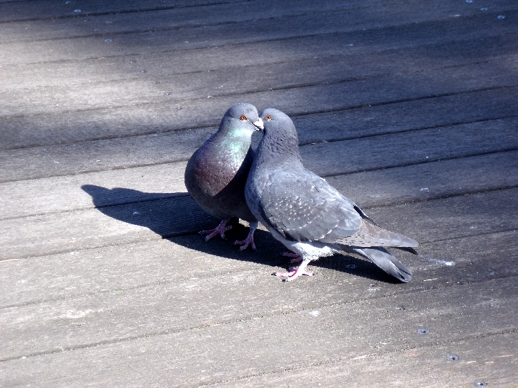 鳩の接吻または接吻する鳩