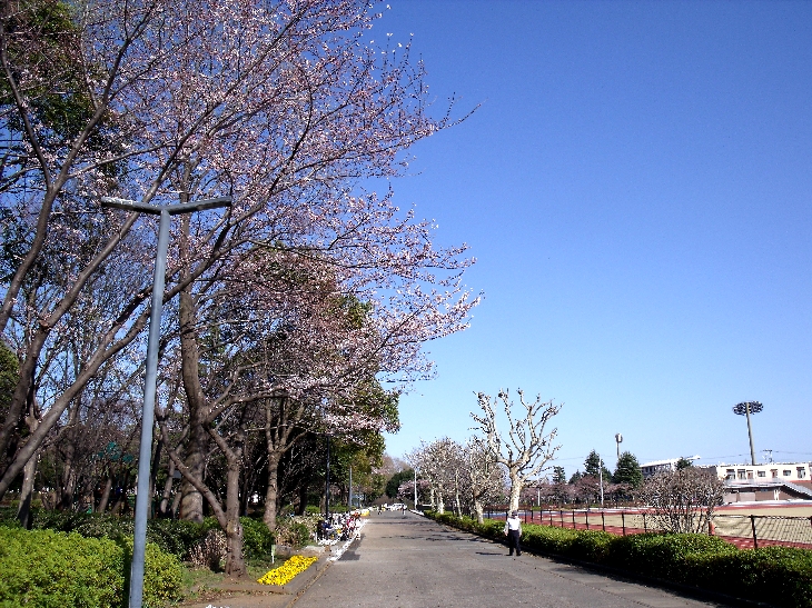 等々力緑地の桜