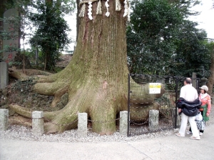 高尾山の蛸杉