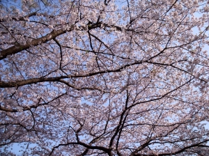 近所の桜