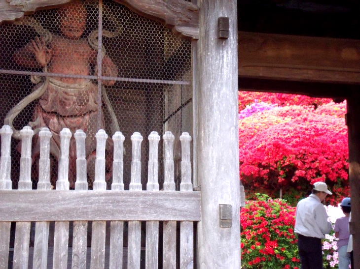 等覚院のツツジが見ごろ