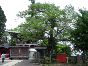 高尾山の菩提樹