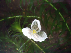 水草の花