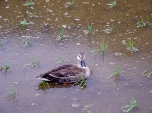 田んぼと水鳥