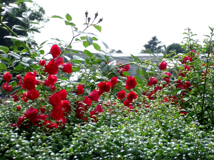 神代植物公園にて～その２