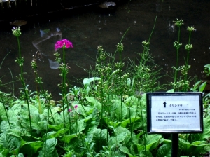 クリンソウ