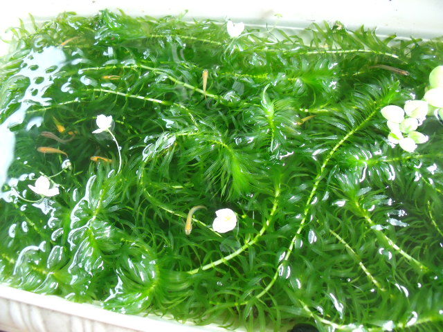 今日のメダカ