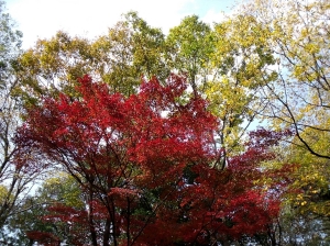 深大寺の紅葉