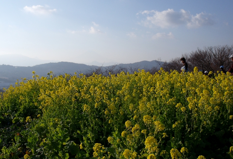 菜の花と富士山
