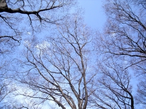 雑木林
