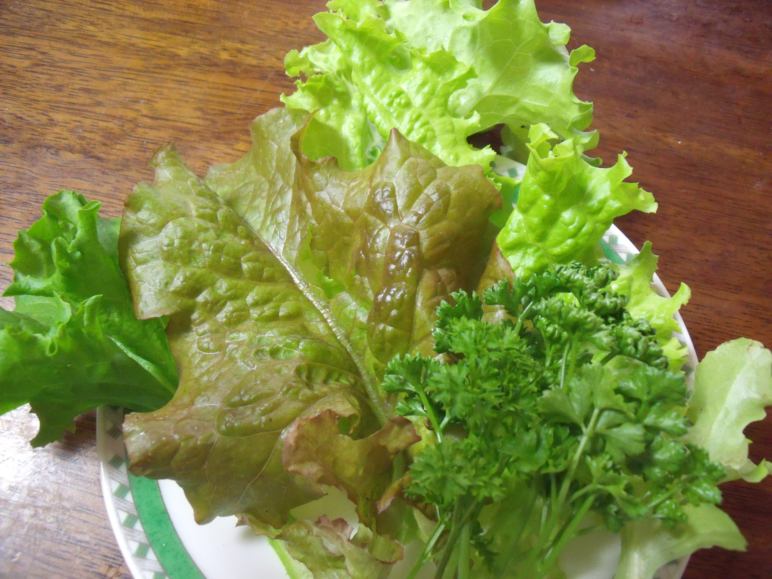 ベランダの野菜収穫