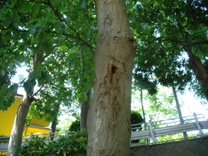 コゲラの巣穴 コゲラの巣穴