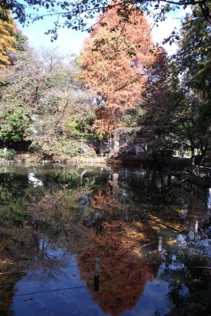 井の頭公園の紅葉～その2